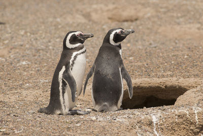 High angle view of penguins standing on land