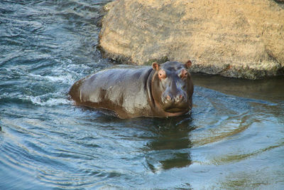 Baby hippo in water, south africa