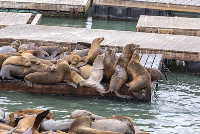 High angle view of sea lion in lake