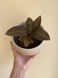 Close-up of hand holding leaf against wall