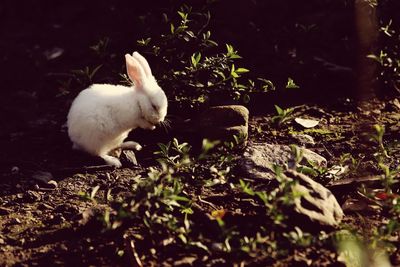 Side view of rabbit on land in forest