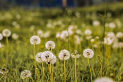 Close-up of dandelion growing in field