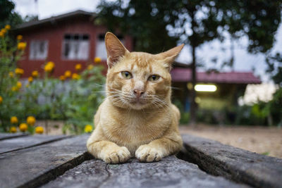 Portrait of ginger cat