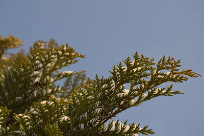 Low angle view of plant against clear blue sky