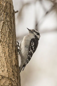 Close-up of bird perching on tree trunk