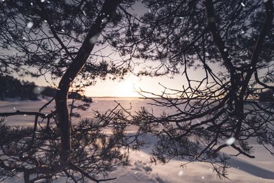 Silhouette bare trees against sky during sunset