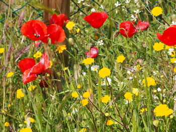 Close-up of red poppy blooming in field