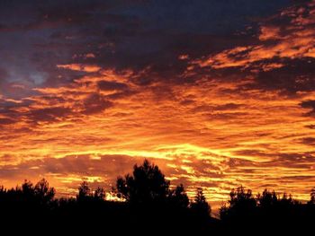 Silhouette of trees at sunset