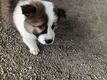 High angle view of a dog