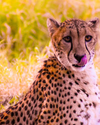 Brilliant  close-up portrait of  endangered cheetah wild animal cat licking its lips tongue out