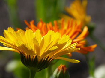 Close-up of orange flower