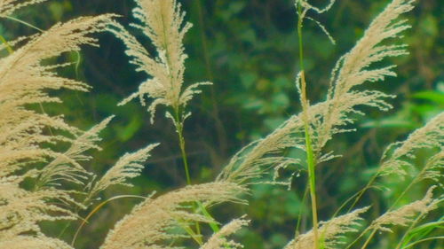 Close-up of plants growing on field