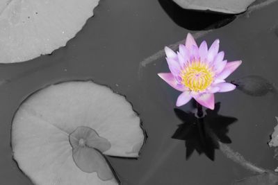 Lotus water lily in pond