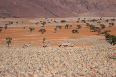 Animals running on field