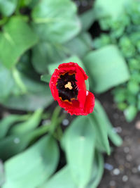 Close-up of red rose flower