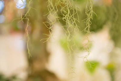 Close-up of spider web on tree