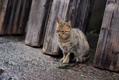 Cat sitting on wood