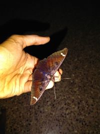 Close-up of butterfly on hand