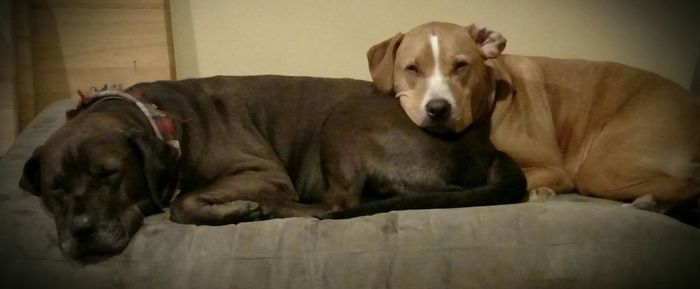 Dog sleeping on sofa