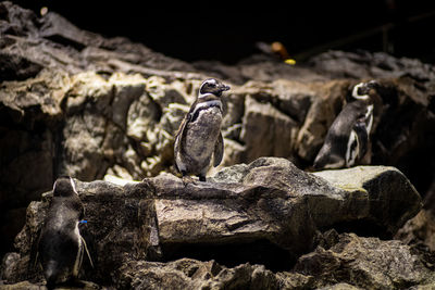 View of penguin perching on rock