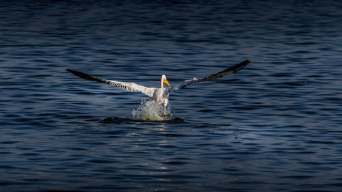 Bird flying over lake