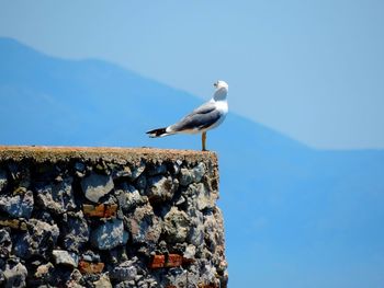 Seagull perching on rock against blue sky