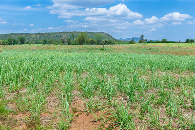 Scenic view of field against sky