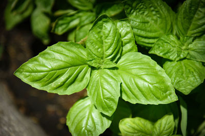 Close-up of fresh green leaves