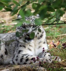 View of cat relaxing on field