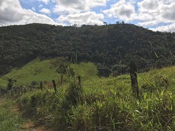 Scenic view of agricultural field against sky