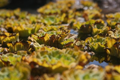 Close-up of fresh leaves