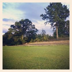 Trees on grassy field