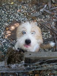 Portrait of dog