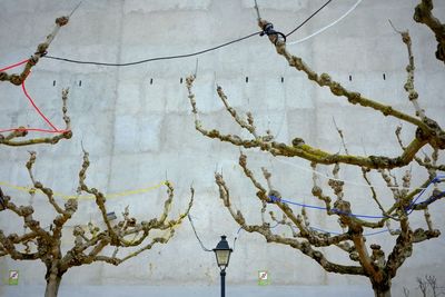 Low angle view of electricity cables on twigs and street light against concrete wall