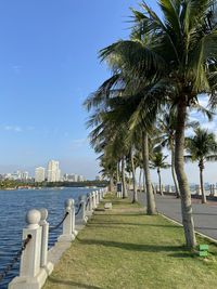 Palm trees on footpath by sea against sky