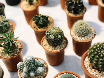 High angle view of potted plants on table