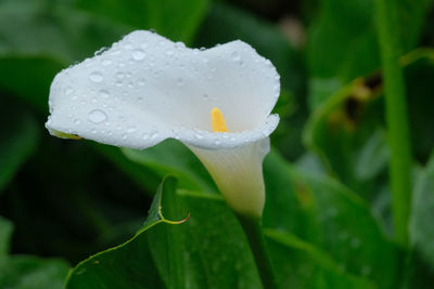 Raindrops on a calla lily flower in a garden.