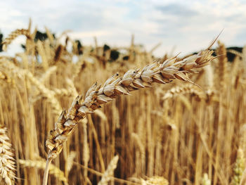 Close-up of stalks in wheat field against sky