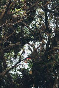 Low angle view of trees in forest