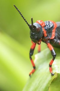 Close-up of insect on leaf