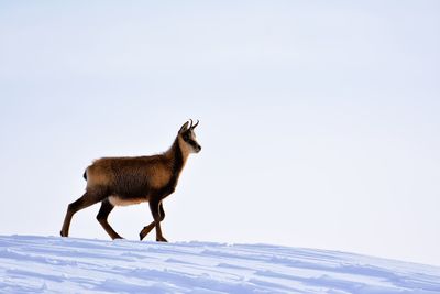 Full length of a horse on snow covered field against sky