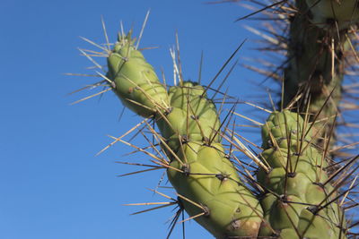 Low angle view of prickly pear cactus against clear blue sky