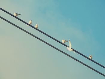 Low angle view of seagulls perching on cable against clear sky