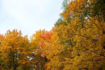 Low angle view of autumnal trees against sky