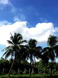 Low angle view of palm trees against blue sky