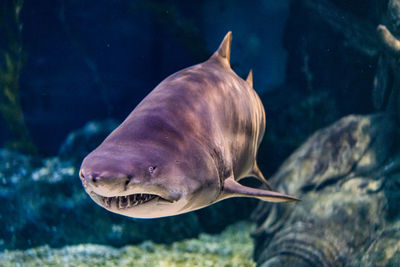 Close-up of shark swimming in sea