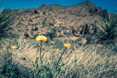 Close-up of yellow flowering plants on field