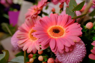 Close-up of pink daisy flowers