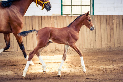 Horse running in ranch