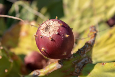 Close-up of fruit on tree